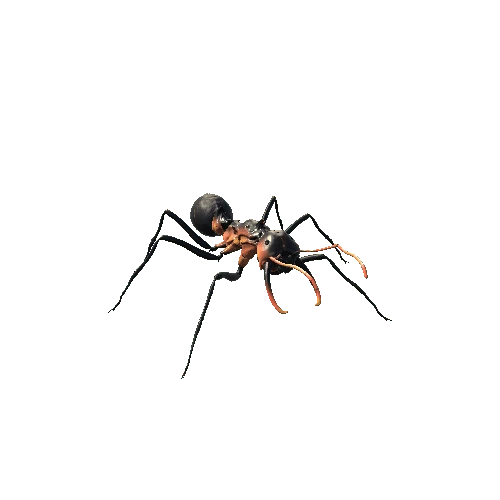 Ant Soldier Black
